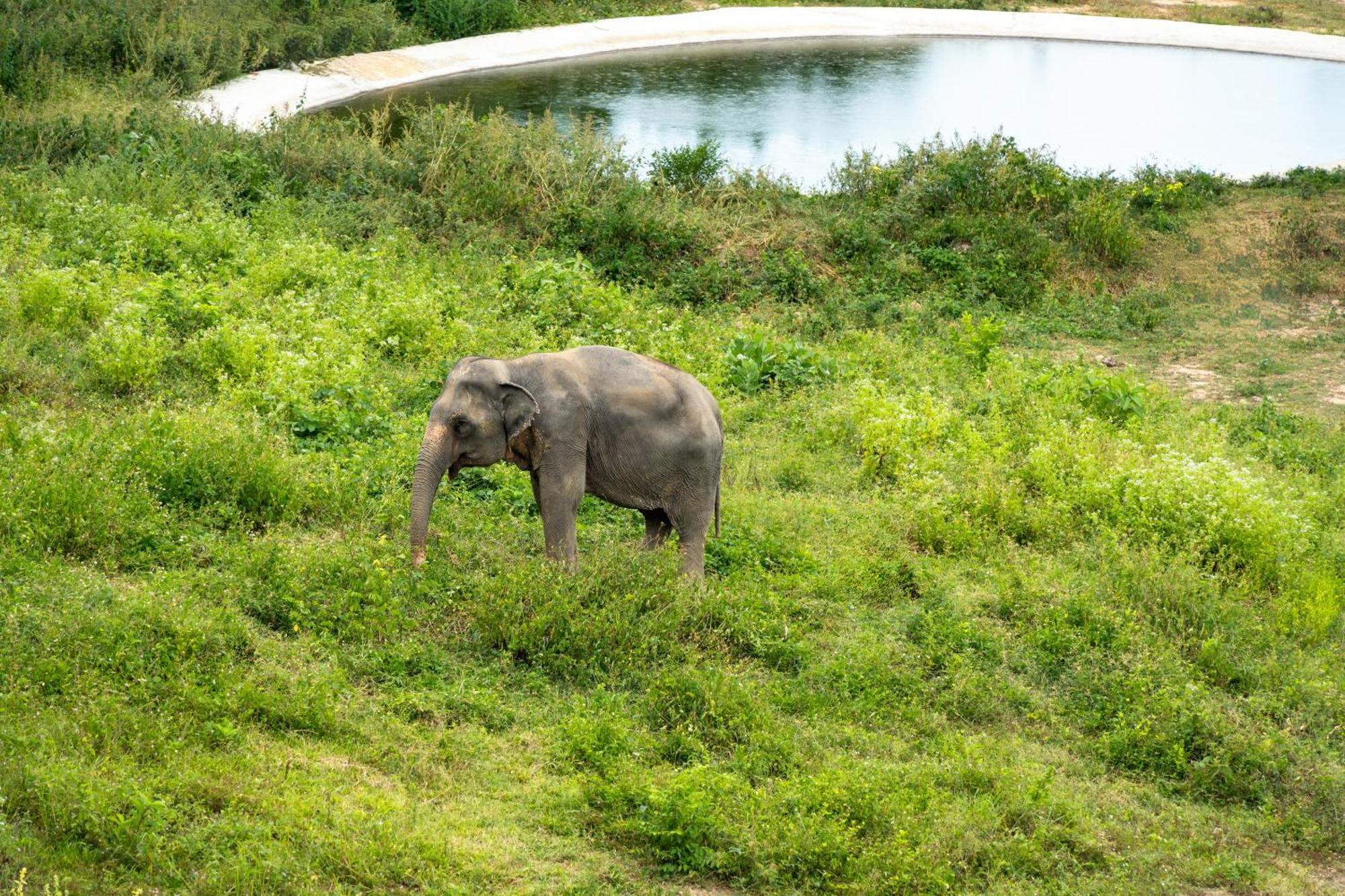 Wild Cottages Elephant Sanctuary Resort Amphoe Koksamui Luaran gambar