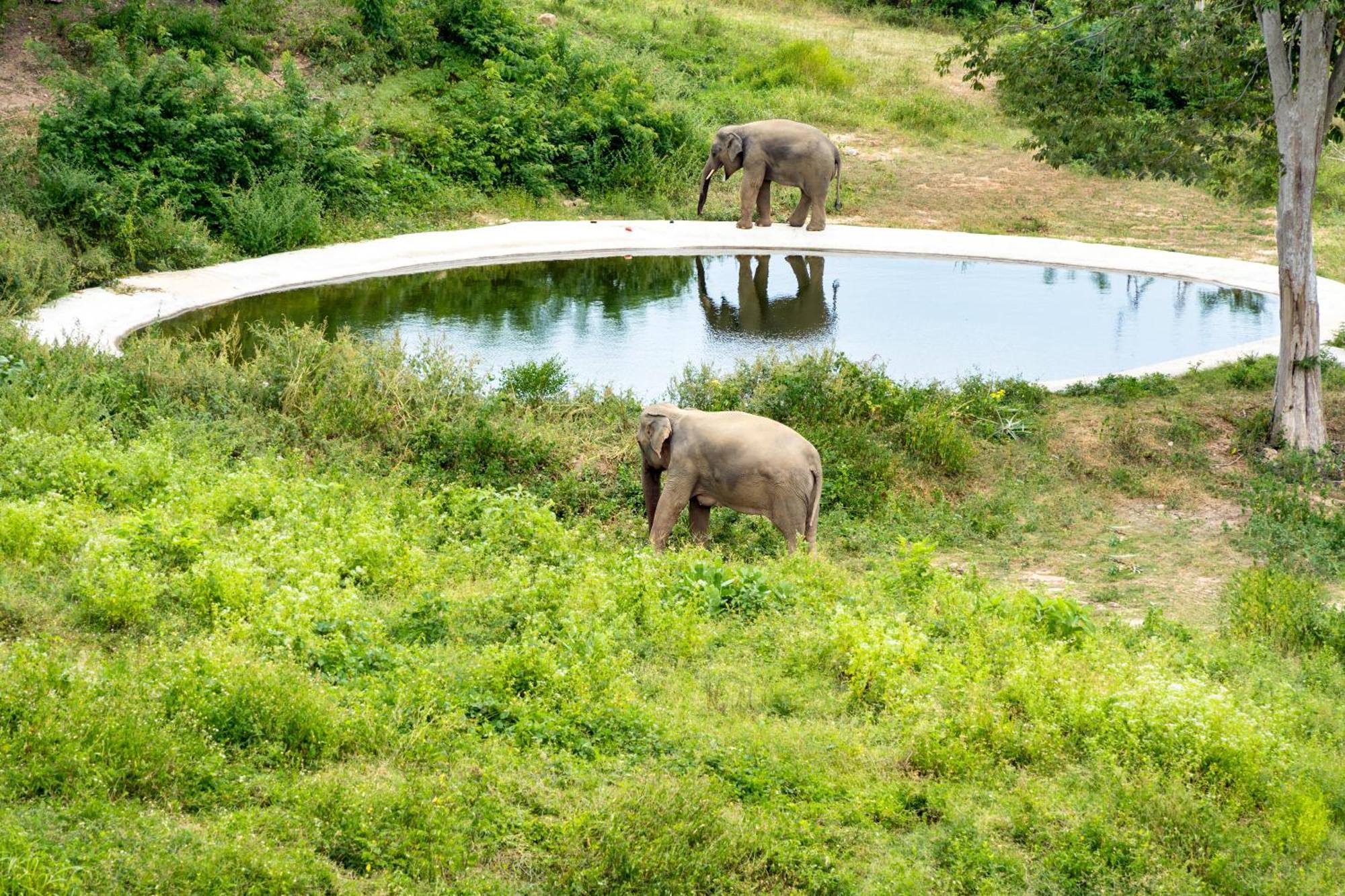 Wild Cottages Elephant Sanctuary Resort Amphoe Koksamui Luaran gambar