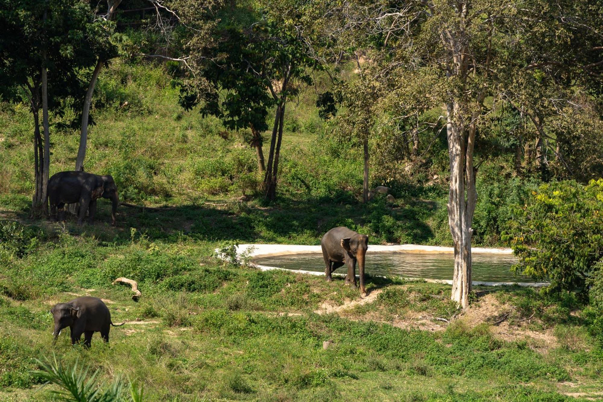 Wild Cottages Elephant Sanctuary Resort Amphoe Koksamui Luaran gambar