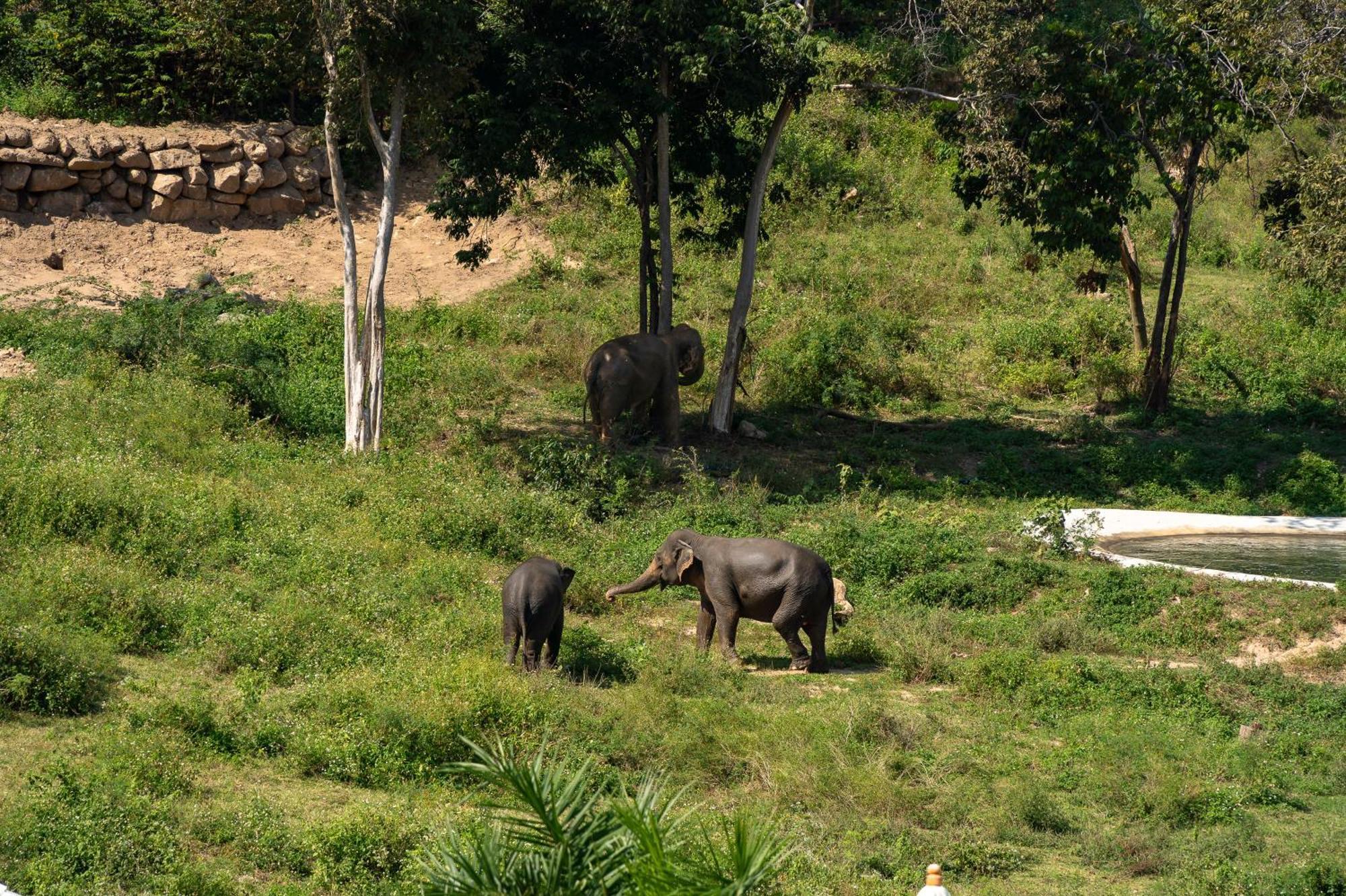 Wild Cottages Elephant Sanctuary Resort Amphoe Koksamui Luaran gambar