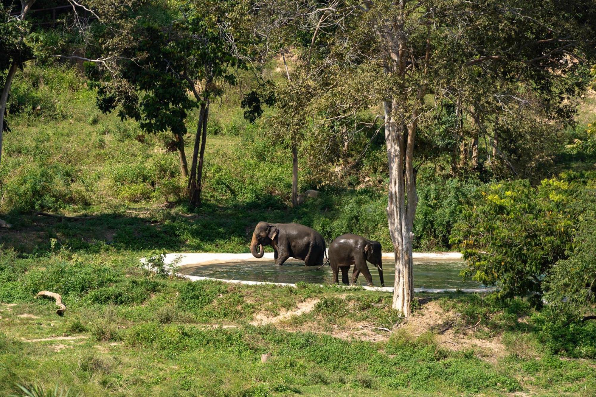 Wild Cottages Elephant Sanctuary Resort Amphoe Koksamui Luaran gambar