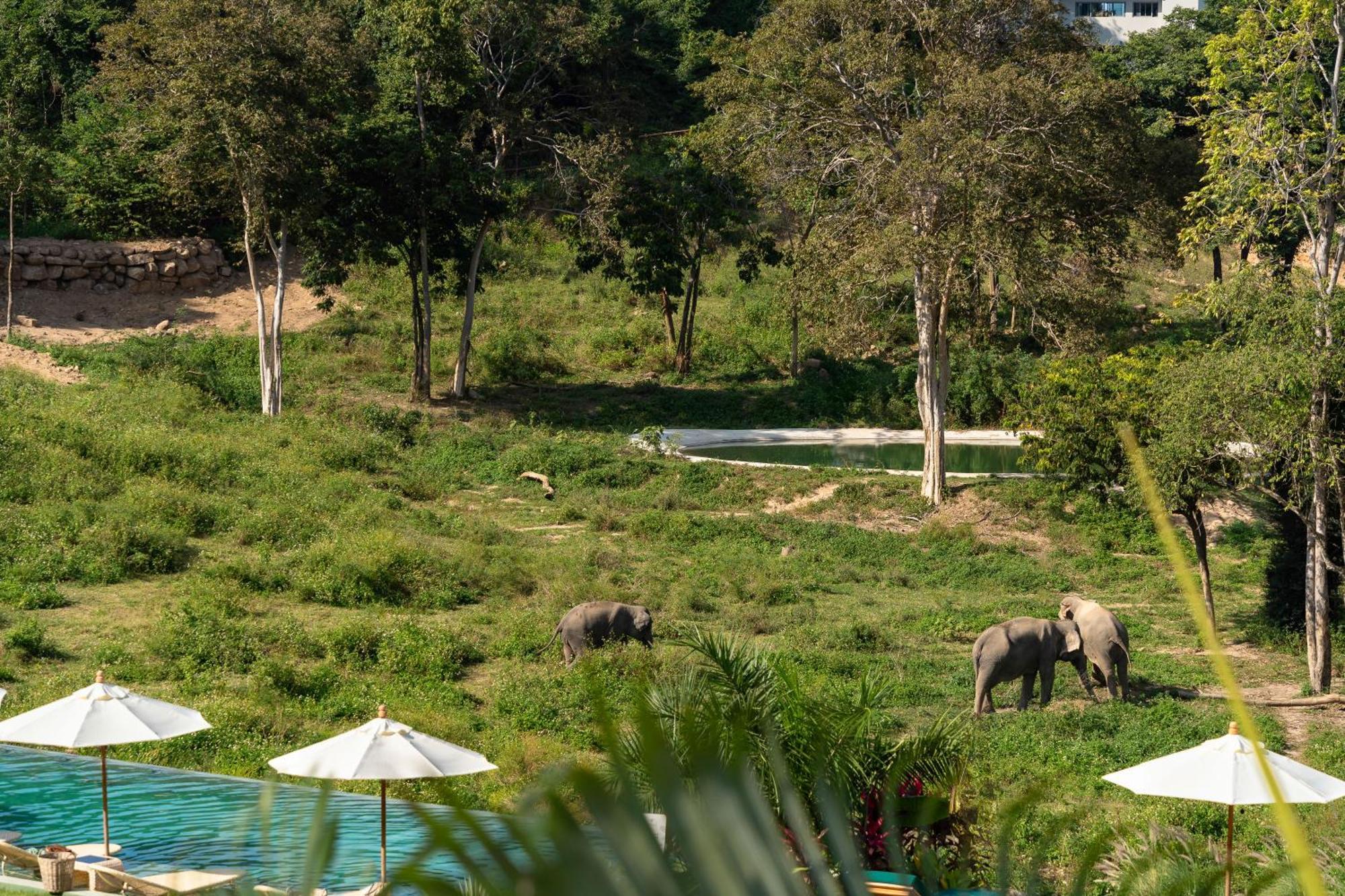 Wild Cottages Elephant Sanctuary Resort Amphoe Koksamui Luaran gambar