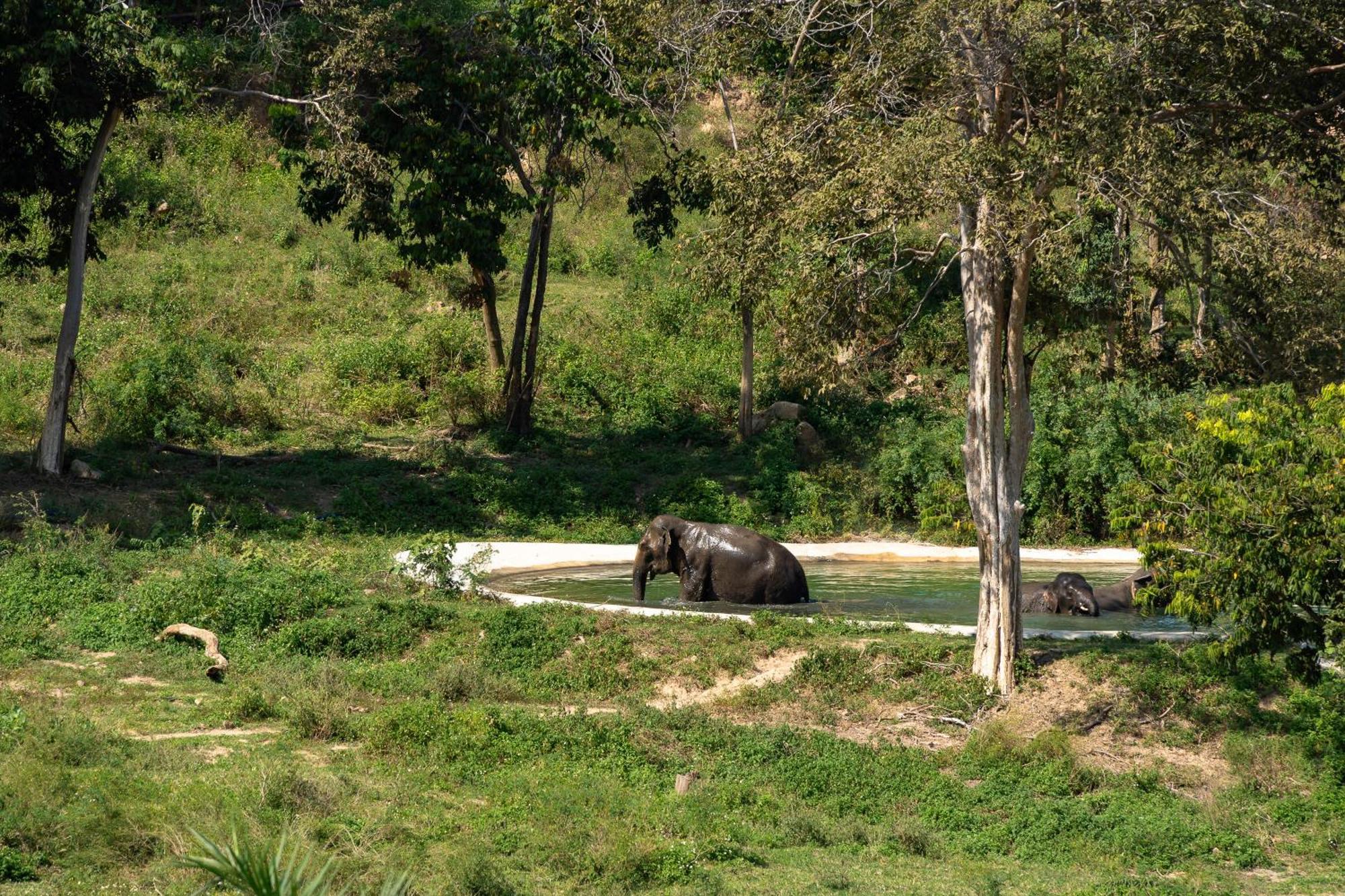 Wild Cottages Elephant Sanctuary Resort Amphoe Koksamui Luaran gambar