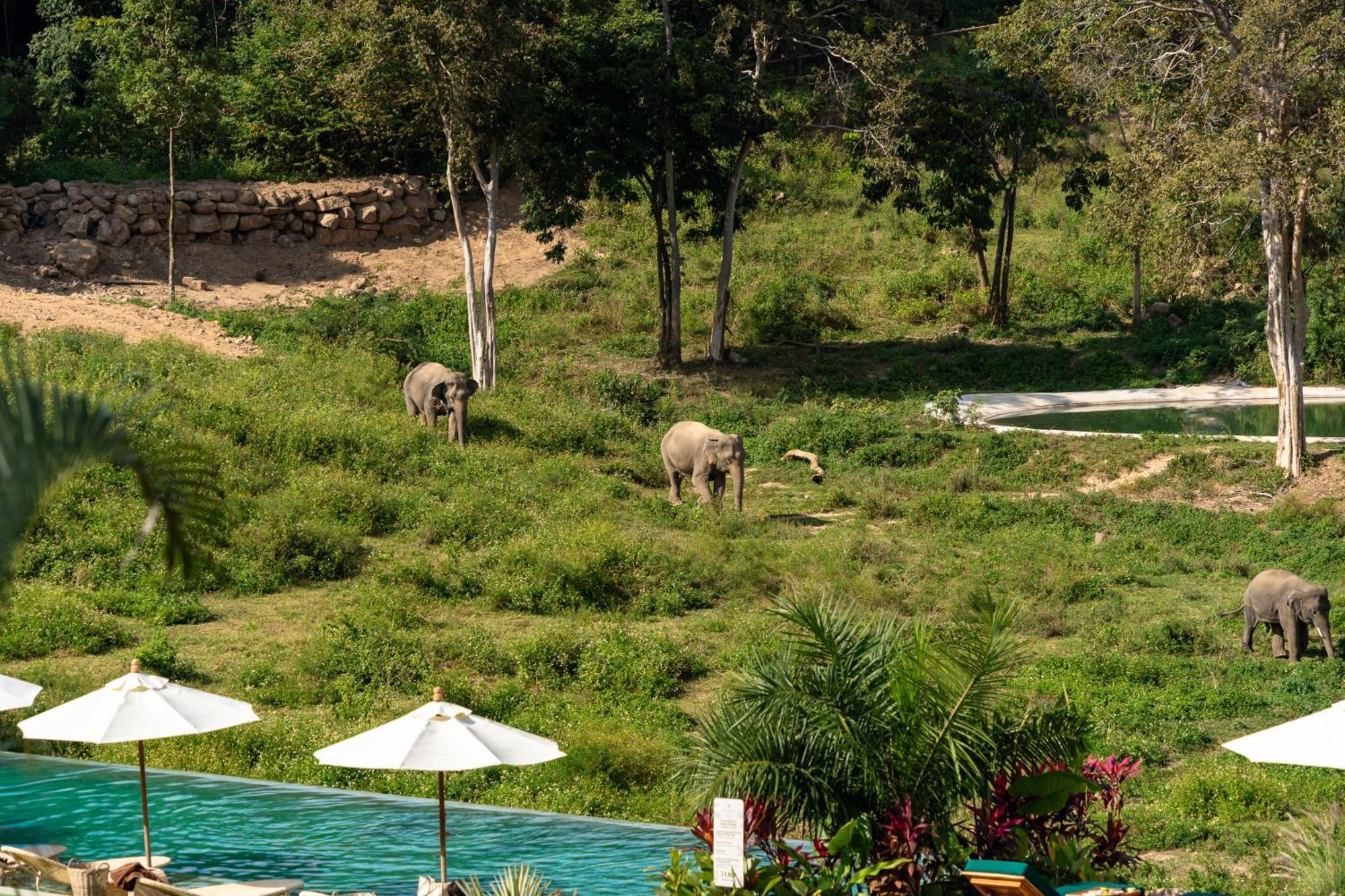 Wild Cottages Elephant Sanctuary Resort Amphoe Koksamui Luaran gambar