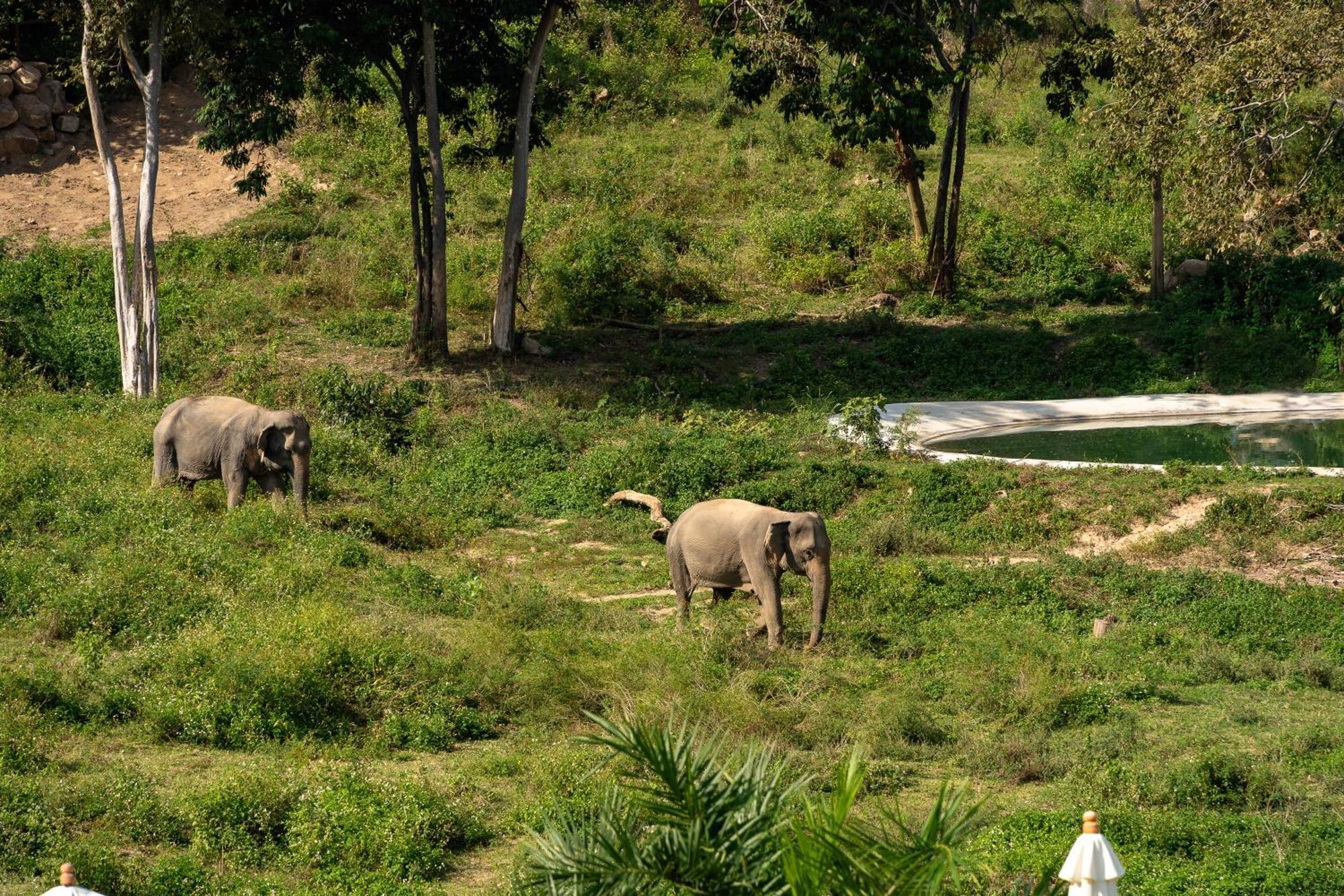 Wild Cottages Elephant Sanctuary Resort Amphoe Koksamui Luaran gambar